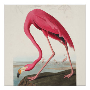 Pôster Arte Flamingo Rosa