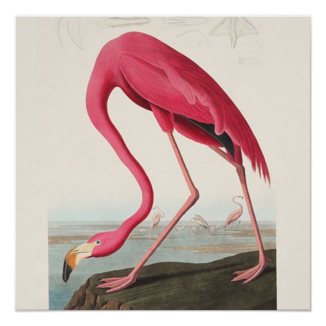 Pôster Arte Flamingo Rosa (Frente)