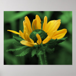 Pôster Arte Flor Verde Negra Susan Abstrato