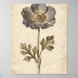 Poster Arte Floral Botânica de Anêmona Carvão