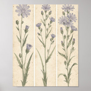 Poster Arte Floral Botânica de Chicória