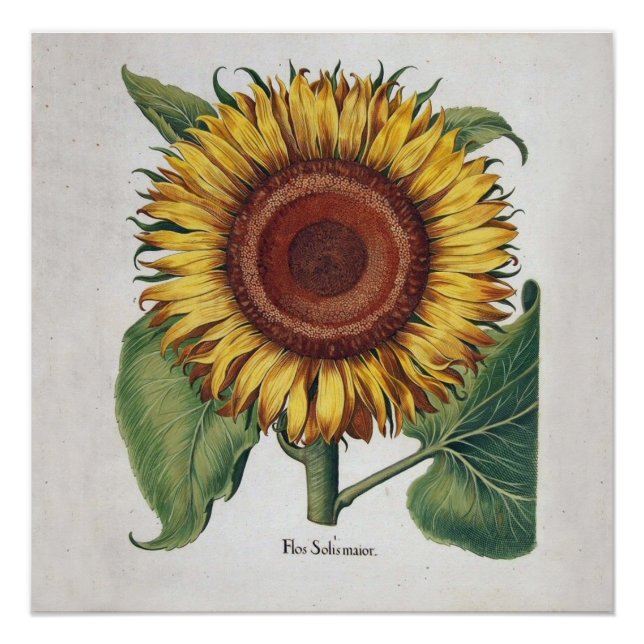 Pôster Arte Floral de Girassol Vintage Damask (Frente)