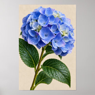 Poster Arte Floral de Parede Hortênsia Azul