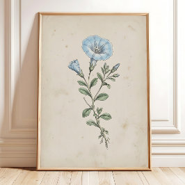 Poster Arte Floral Vintage Nolana Decoração Antiga de Cas