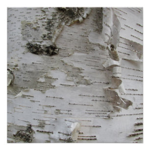 Pôster Arte Fotográfica Antiga do Latido Birch Tree