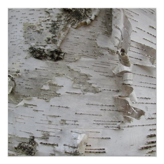Pôster Arte Fotográfica Antiga do Latido Birch Tree (Frente)