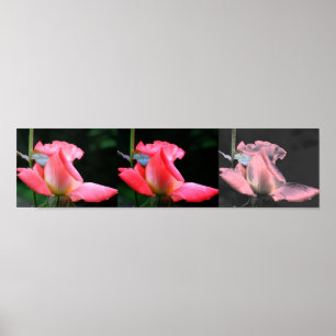 Poster Arte Fotográfica Collage de Rosebud Rosa