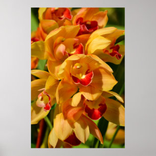 Poster Arte Fotográfica das Orquídeas Douradas de Cattl