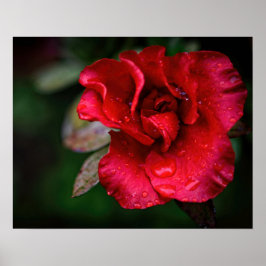 Poster Arte Fotográfica - Flor Vermelho na Chuva.