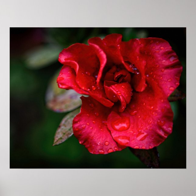 Poster Arte Fotográfica - Flor Vermelho na Chuva. (Frente)