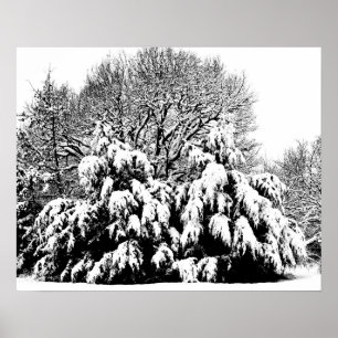 Poster Arte Fotográfico Preto e Branco Árvores de Neve Ca