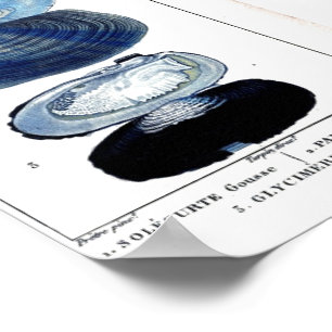 Pôster arte francesa botânica da praia do vintage azul