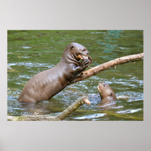 Pôster Arte gigante comendo um peixe