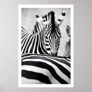 Poster Arte Gráfica de Parede Retrato de Zebra Preto e Br