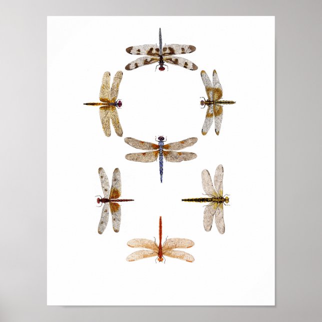 Pôster Arte Gráfica Dragonfly (Frente)