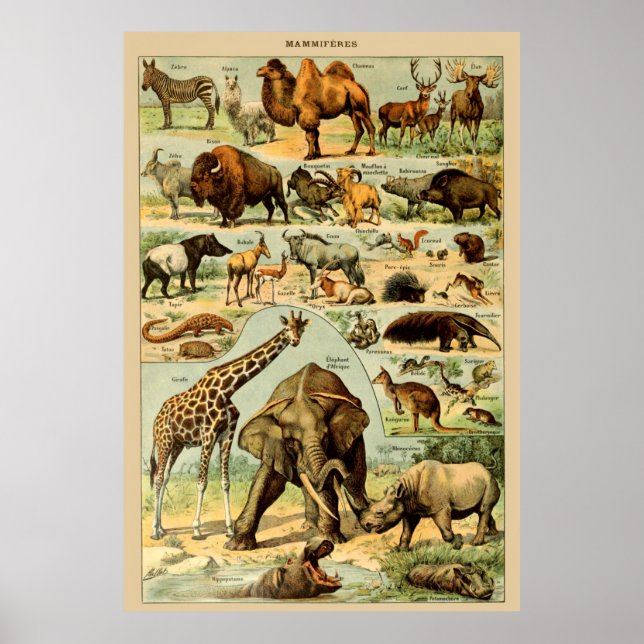 Poster Arte impressa vintage de animais vida selvagem afr (Frente)