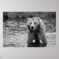 Arte Moderna Florestal Urso Cinzento Preto e Branc