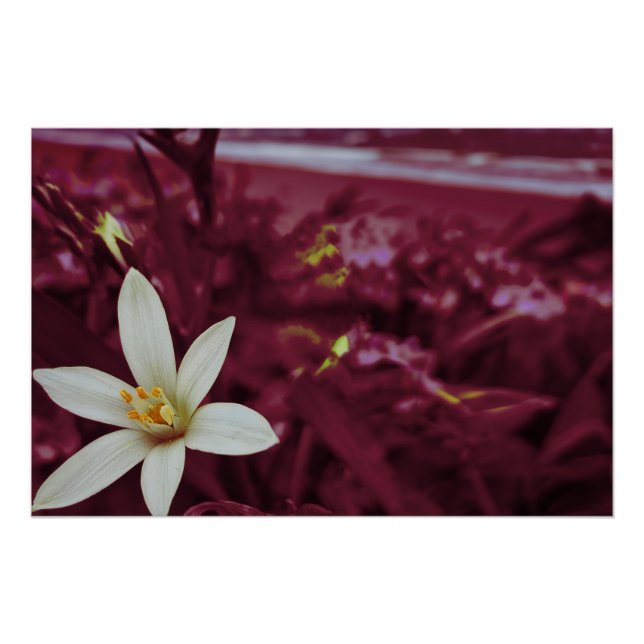 Pôster Arte paisagística de flores oceânicas (Frente)