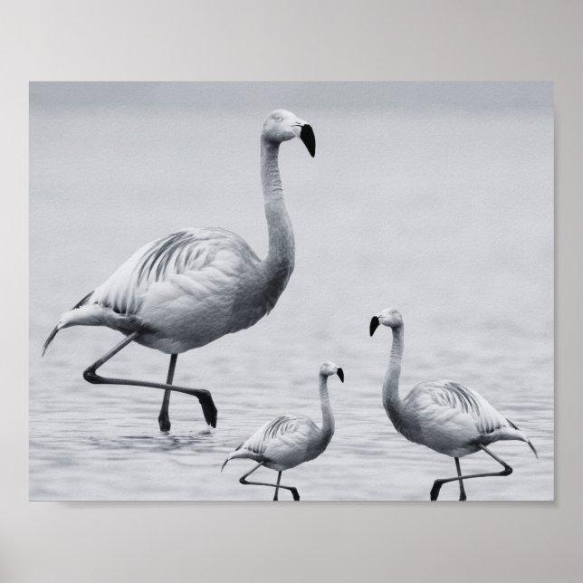 Poster Arte Tropical de Flamingo Branco e Preto (Frente)