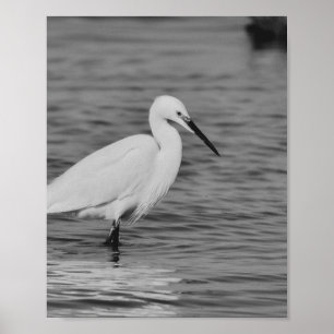 Poster Arte Tropical de Herão Branco e Preto