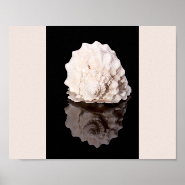 Poster Arte Tropical Imprimível de Seashell Preto e Branc (Frente)
