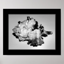 Poster Arte Tropical Imprimível de Seashell Preto e Branc
