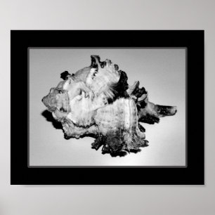 Poster Arte Tropical Imprimível de Seashell Preto e Branc