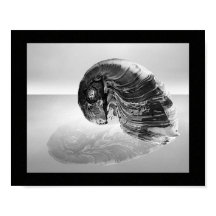 Arte Tropical Imprimível de Seashell Preto e Branc