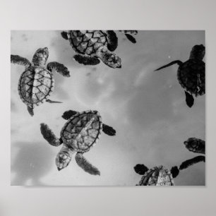 Poster Arte Tropical Imprimível de Tartaruga do Mar Negro