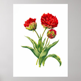 Poster Arte vermelha realista de alto nível