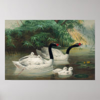 Arte Vintage da Família Swan Selvagem de Pescoço N