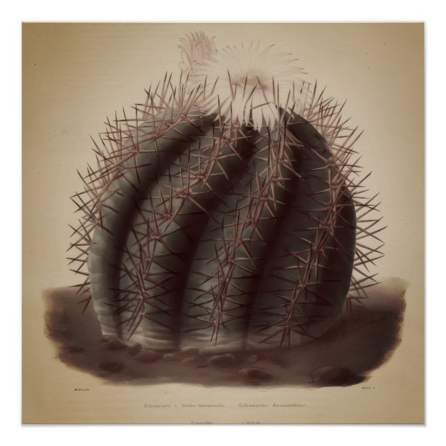 Pôster Arte vintage de cactus (Frente)