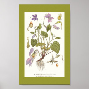 Pôster Arte-viola-riviana-viola-canina do vintage