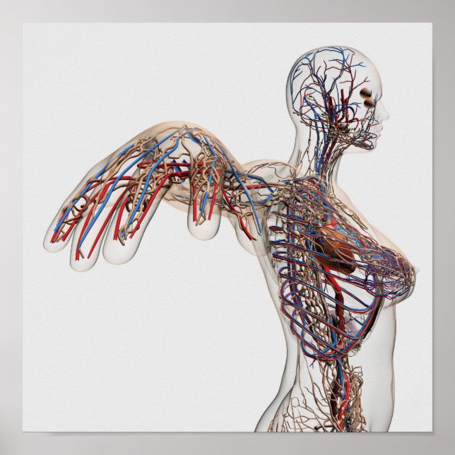 Pôster Artérias, Veias E Sistema Linfático 2 (Frente)