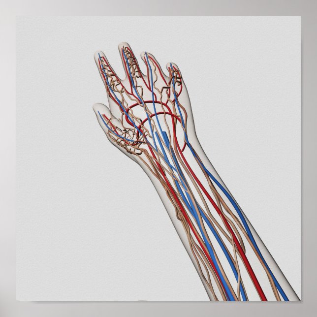 Poster Artérias, Veias E Sistema Linfático 3 (Frente)