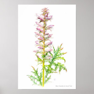 Pôster Artes de ursos Acanthus mollis aquarela