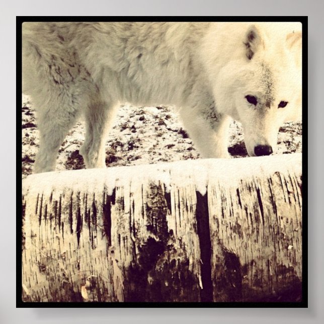 Pôster Arthur the Wolf (Frente)