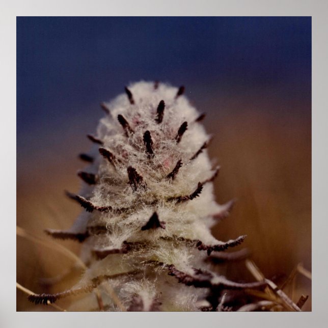 Pôster Artic Wooly Lousewart Flower Photo Designada (Frente)