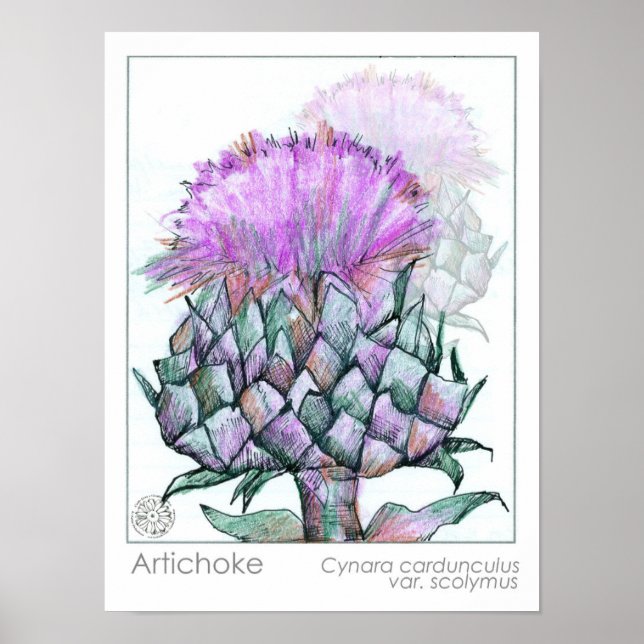 Poster Artichoke Plant Purple Flowers Medicinais Herb Art (Frente)