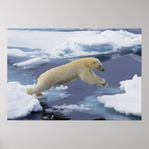 Pôster Ártico, Svalbard, Urso Polar estendendo