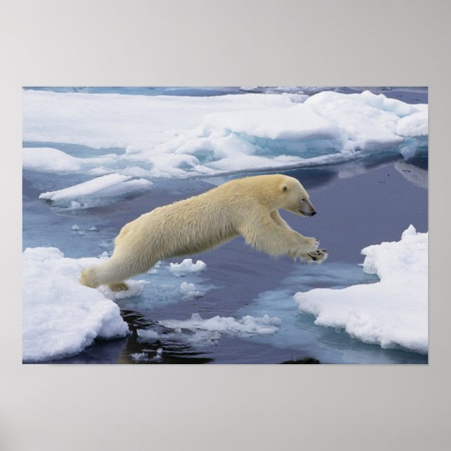 Pôster Ártico, Svalbard, Urso Polar estendendo (Frente)