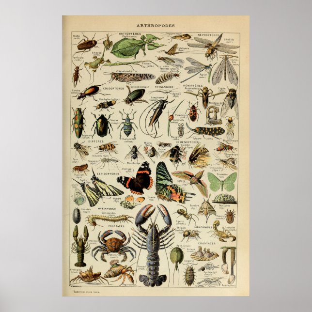 Poster Artrópodes - Coleção de animais invertebrados (Frente)