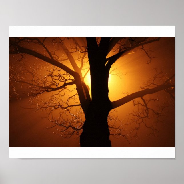 Pôster Árvore (Frente)