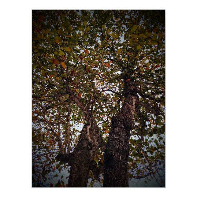 Pôster Árvore (Frente)