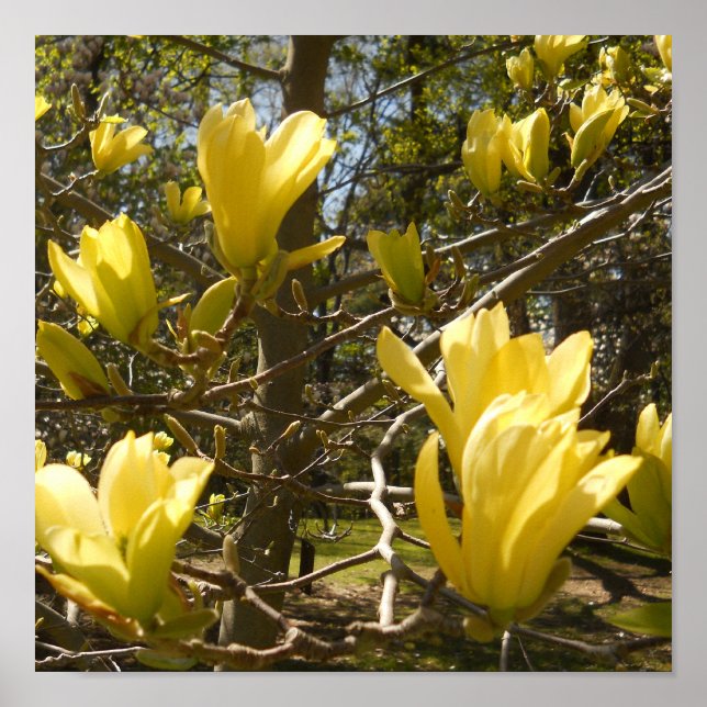Pôster Árvore Amarela Magnolia (Frente)