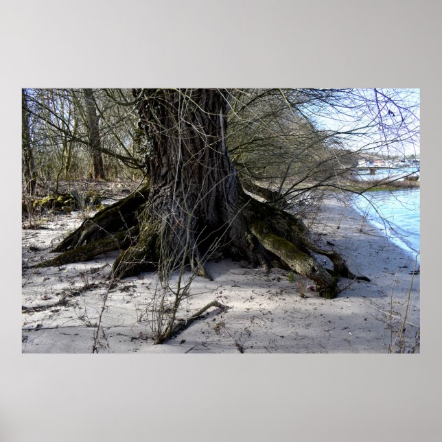 Poster Árvore antiga na margem do rio (Frente)