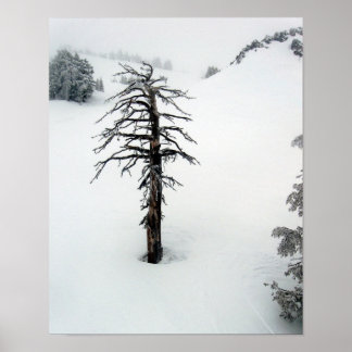 Pôster Árvore antiga no Solteiro do Monte