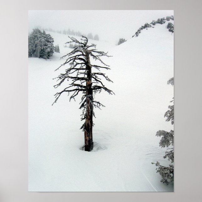 Pôster Árvore antiga no Solteiro do Monte (Frente)