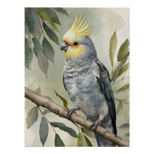 Pôster Árvore Aquarela Cockatiel Eucalyptus