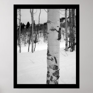 Poster Árvore Aspen do Colorado